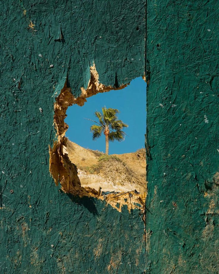 Palm tree seen through a torn opening in a weathered green wall