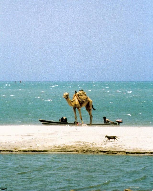 Camel and small boats on a narrow sandbar beside open water